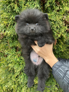 Photo №4. I will sell german spitz in the city of Москва. breeder - price - 660$