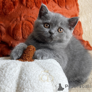 Photo №1. british shorthair - for sale in the city of Allensbach | negotiated | Announcement № 177435