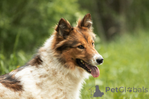 Photo №2 to announcement № 143762 for the sale of non-pedigree dogs - buy in Russian Federation 