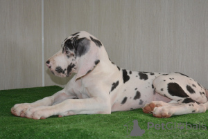 Photo №2 to announcement № 34910 for the sale of great dane - buy in Russian Federation from nursery, breeder