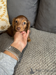 Photo №3. KC-registrierte langhaarige Mini-Dackel. Germany