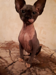 Photo №2 to announcement № 2193 for the sale of sphynx cat - buy in Russian Federation private announcement, breeder