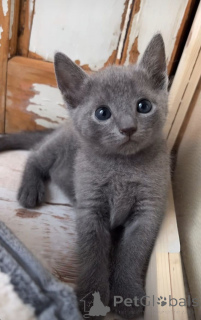 Photo №3. Chartreux. Germany