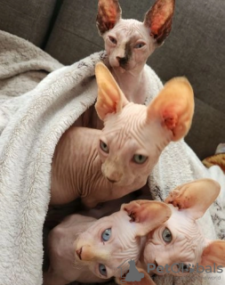 Photo №1. sphynx-katze - for sale in the city of Joensuu | Is free | Announcement № 129144