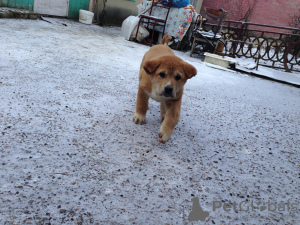 Photo №4. I will sell caucasian shepherd dog in the city of Ессентуки. breeder - price - 846$