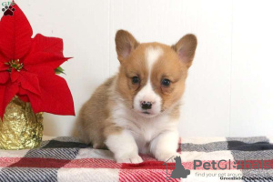 Photo №3. KC Pembroke Corgi Puppies 1(281)698-7719. United States