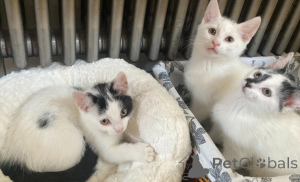 Photo №1. turkish van - for sale in the city of Mühlheim am main | 361$ | Announcement № 177573