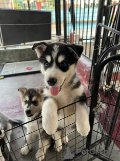 Photo №2 to announcement № 131705 for the sale of siberian husky - buy in Australia private announcement