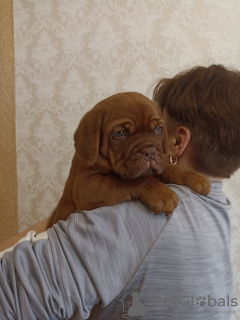 Photo №2 to announcement № 37535 for the sale of dogue de bordeaux - buy in Belarus from nursery