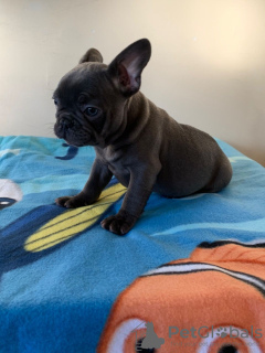 Photo №2 to announcement № 94920 for the sale of french bulldog - buy in Germany private announcement