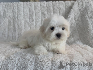 Photo №3. Prachtige Maltezer-puppys zoeken een liefdevol nieuw thuis. Netherlands