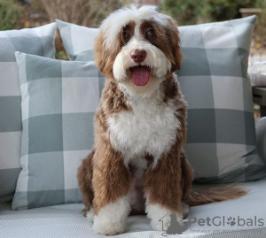 Photo №1. labradoodle - for sale in the city of Berlin | negotiated | Announcement № 95344