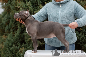 Photo №2 to announcement № 85845 for the sale of american bully - buy in Russian Federation breeder