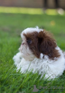 Photo №1. shih tzu - for sale in the city of Arizona | 400$ | Announcement № 114988