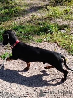 Photo №4. I will sell dachshund in the city of St. Petersburg. private announcement - price - negotiated