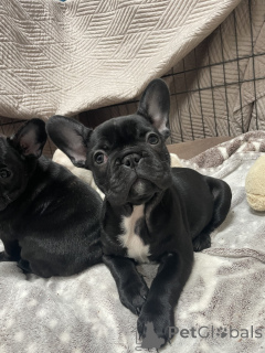 Photo №1. french bulldog - for sale in the city of Berchtesgaden | negotiated | Announcement № 135598