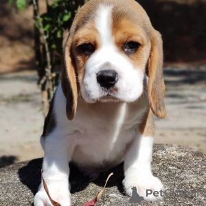 Photo №3. beagle puppies looking. Germany