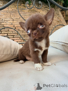 Photo №3. Quality Chihuahua Puppies Ready for Their Forever Homes. France