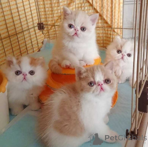 Photo №1. exotic shorthair - for sale in the city of Vilnius | negotiated | Announcement № 178470