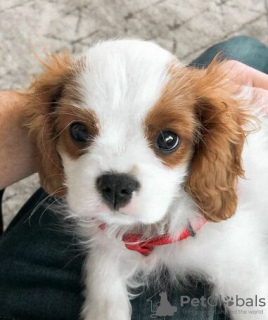 Photo №1. cavalier king charles spaniel - for sale in the city of Berlin | Is free | Announcement № 95054