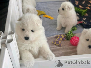 Photo №2 to announcement № 138896 for the sale of samoyed dog - buy in Germany private announcement, breeder