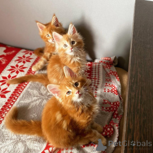 Photo №2 to announcement № 135698 for the sale of british shorthair - buy in United States breeder