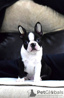 Photo №3. Boston terrier. Russian Federation