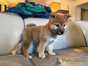 Photo №4. I will sell shiba inu in the city of Paris. private announcement, breeder - price - 723$
