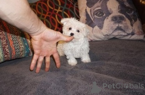 Photo №2 to announcement № 107552 for the sale of maltese dog - buy in Austria private announcement