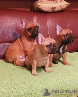 Additional photos: French bulldog puppies