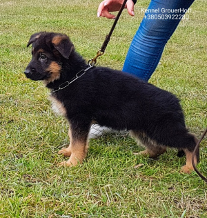 Photo №1. german shepherd - for sale in the city of Odessa | 350$ | Announcement № 4832