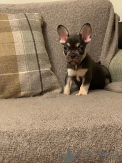 Photo №3. Healthy Beautiful French Bulldog available now for sale. Germany