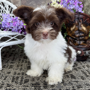 Photo №1. havanese dog - for sale in the city of Amberg | 282$ | Announcement № 151396