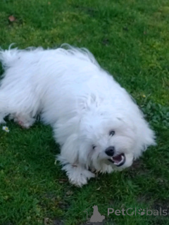 Photo №4. I will sell bichon frise in the city of Esh-Sur-Tales. private announcement, breeder - price - Is free