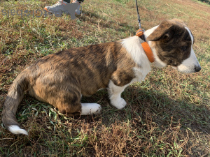 Additional photos: Cardigan Welsh Corgi puppies