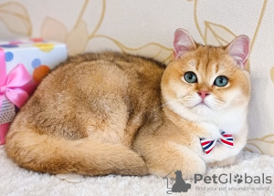 Photo №1. british shorthair - for sale in the city of Voghera | 884$ | Announcement № 19618