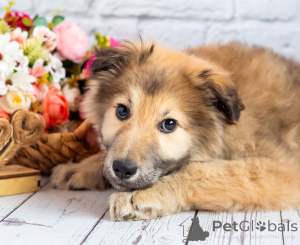 Photo №1. non-pedigree dogs - for sale in the city of Moscow river | Is free | Announcement № 163125