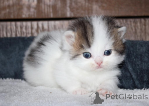 Photo №1. munchkin - for sale in the city of Erkelenz | 329$ | Announcement № 147364