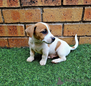 Photo №1. jack russell terrier - for sale in the city of Schengen | negotiated | Announcement № 166999