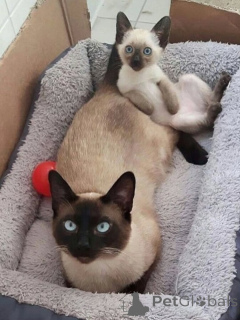 Photo №1. siamese cat - for sale in the city of Groningen | Is free | Announcement № 167095