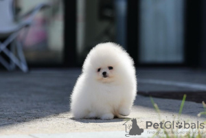 Photo №2 to announcement № 133860 for the sale of pomeranian - buy in Austria private announcement