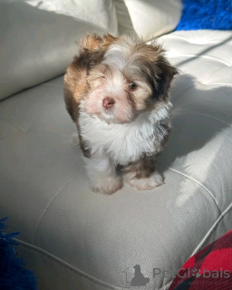 Photo №2 to announcement № 137952 for the sale of havanese dog - buy in Germany private announcement, breeder