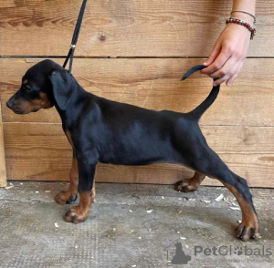 Photo №1. dobermann - for sale in the city of Vršac | negotiated | Announcement № 107166