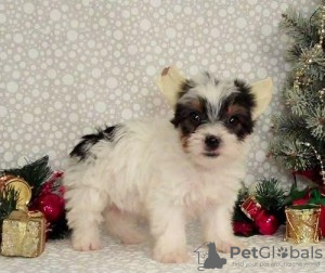 Photo №1. non-pedigree dogs - for sale in the city of Малага | 317$ | Announcement № 122750