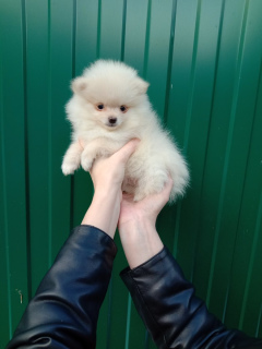 Photo №3. Puppies. Russian Federation