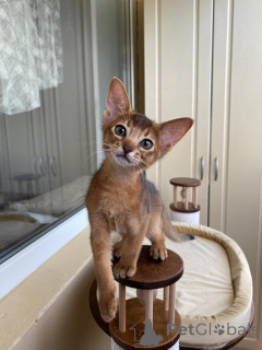Photo №1. abyssinian cat - for sale in the city of Rostov-on-Don | negotiated | Announcement № 144414