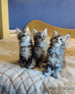 Photo №3. Maine coon kittens. Austria