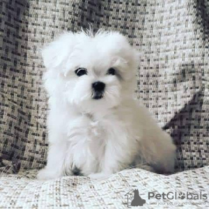 Photo №1. maltese dog - for sale in the city of Zürich | negotiated | Announcement № 80427