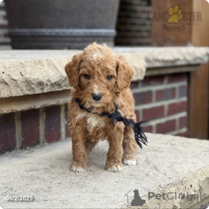 Photo №3. Bear. United States