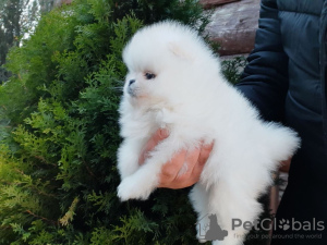 Additional photos: pomeranian